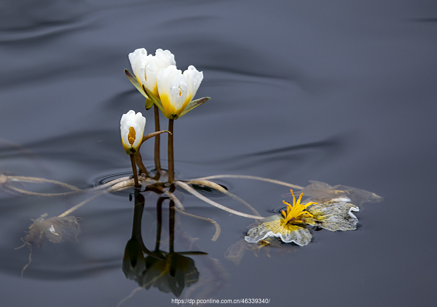 水中花