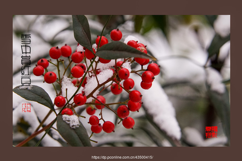 【雪中賞紅豆】