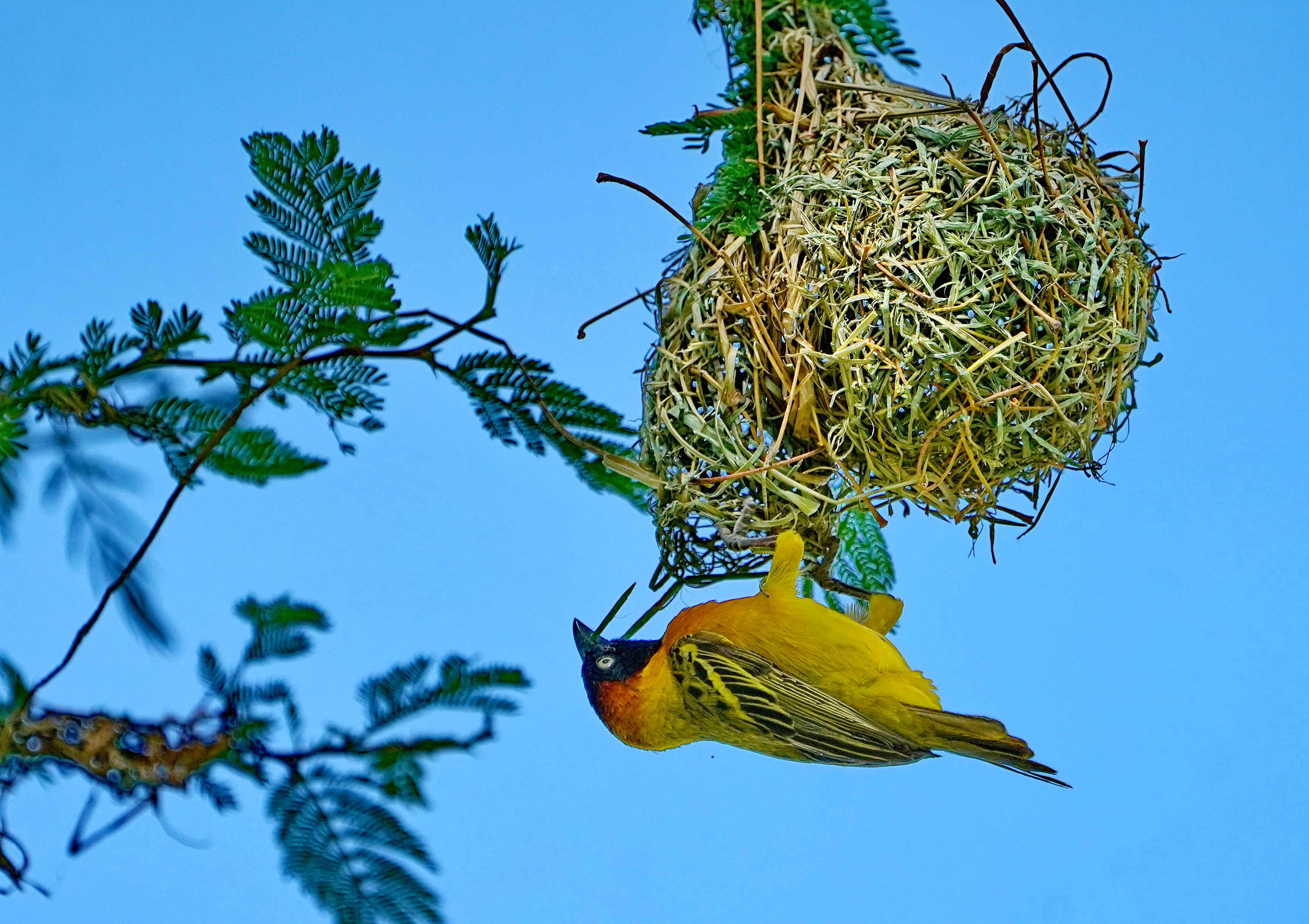 织巢鸟（拍摄于肯尼亚）