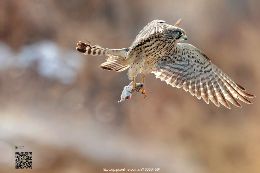 Falco tinnunculus