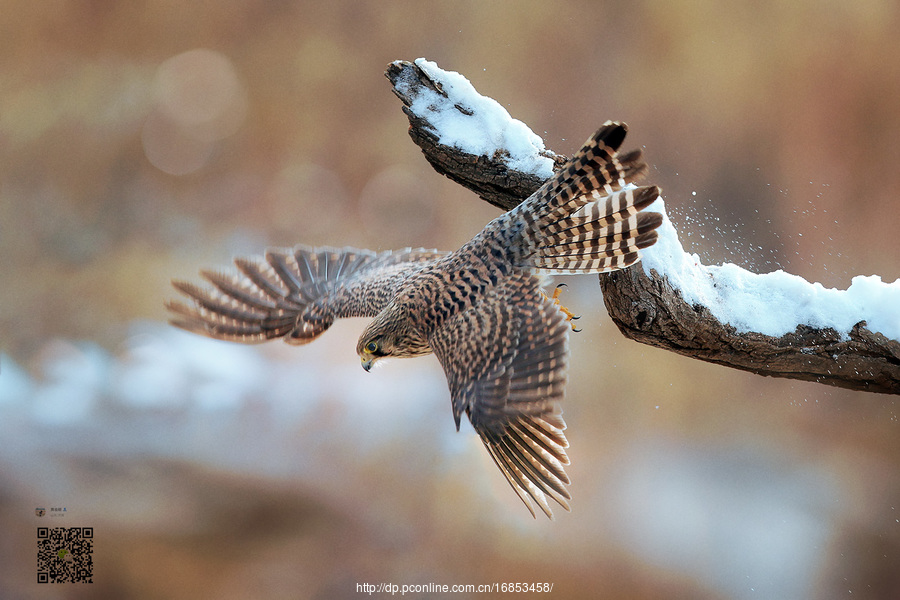 Falco tinnunculus