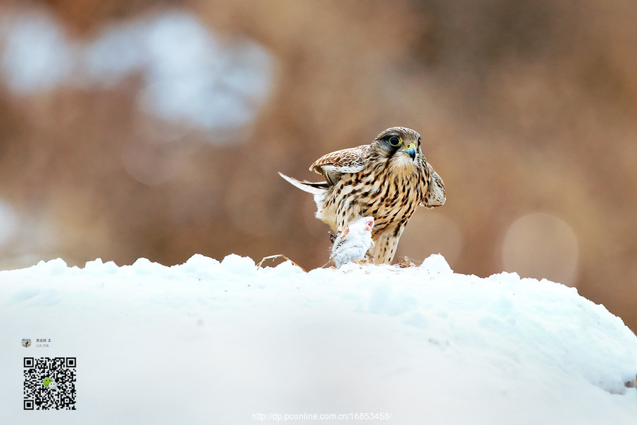 Falco tinnunculus