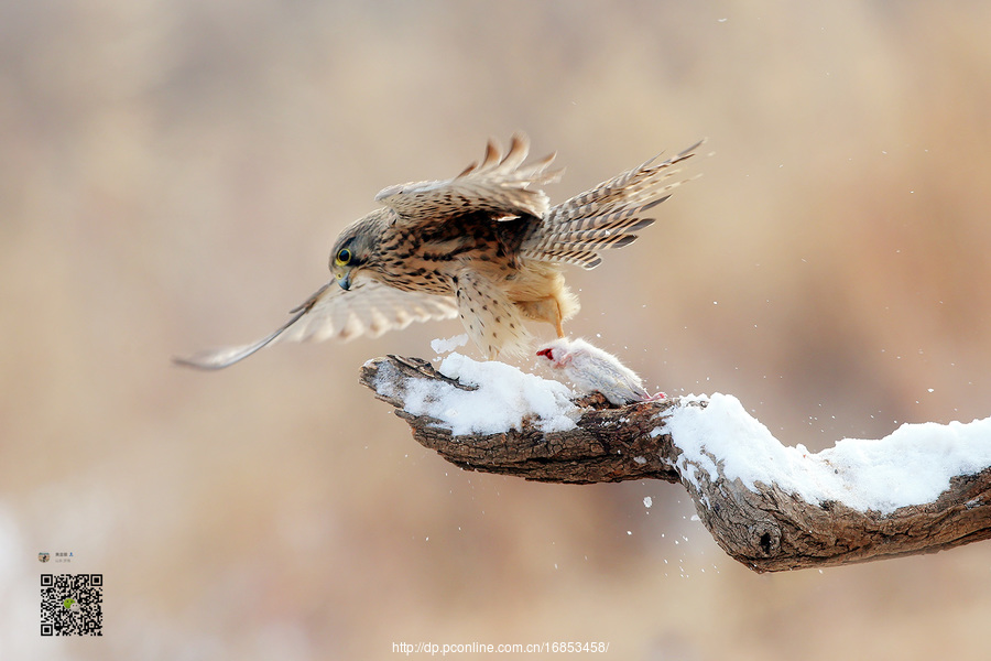 Falco tinnunculus