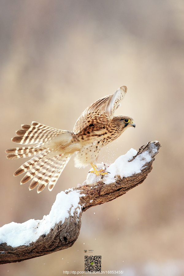 Falco tinnunculus