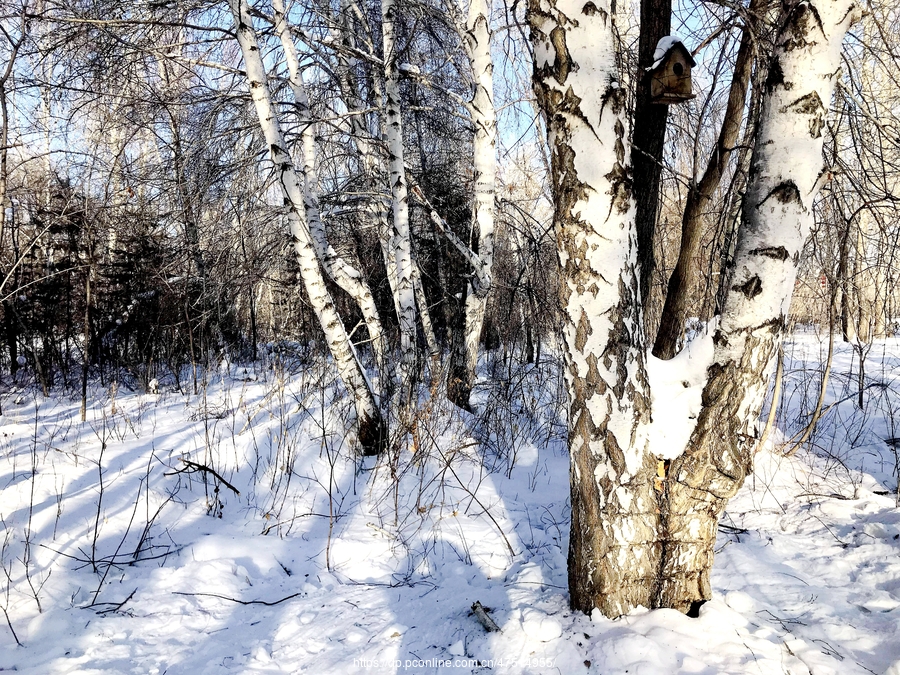 加拿大白桦林图片图片