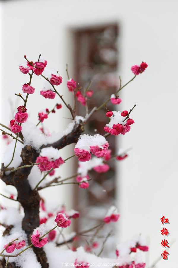 红梅傲雪最美图片图片