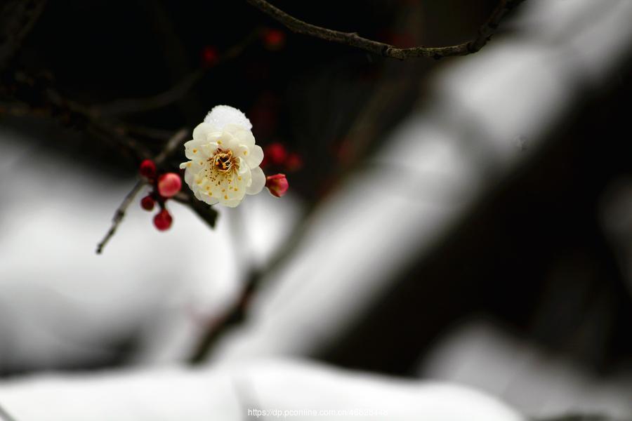 雪梅蝶影