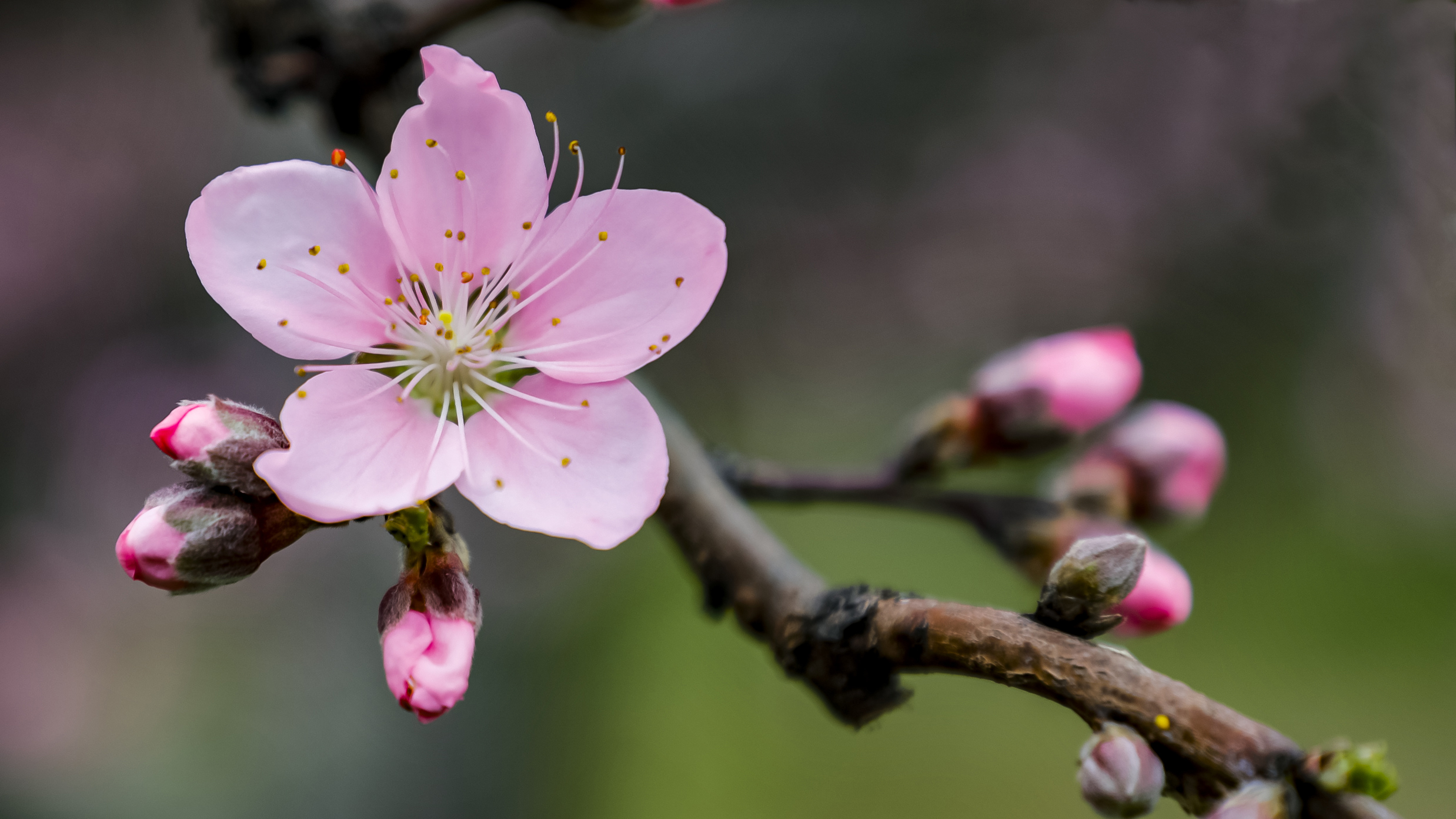 桃花源