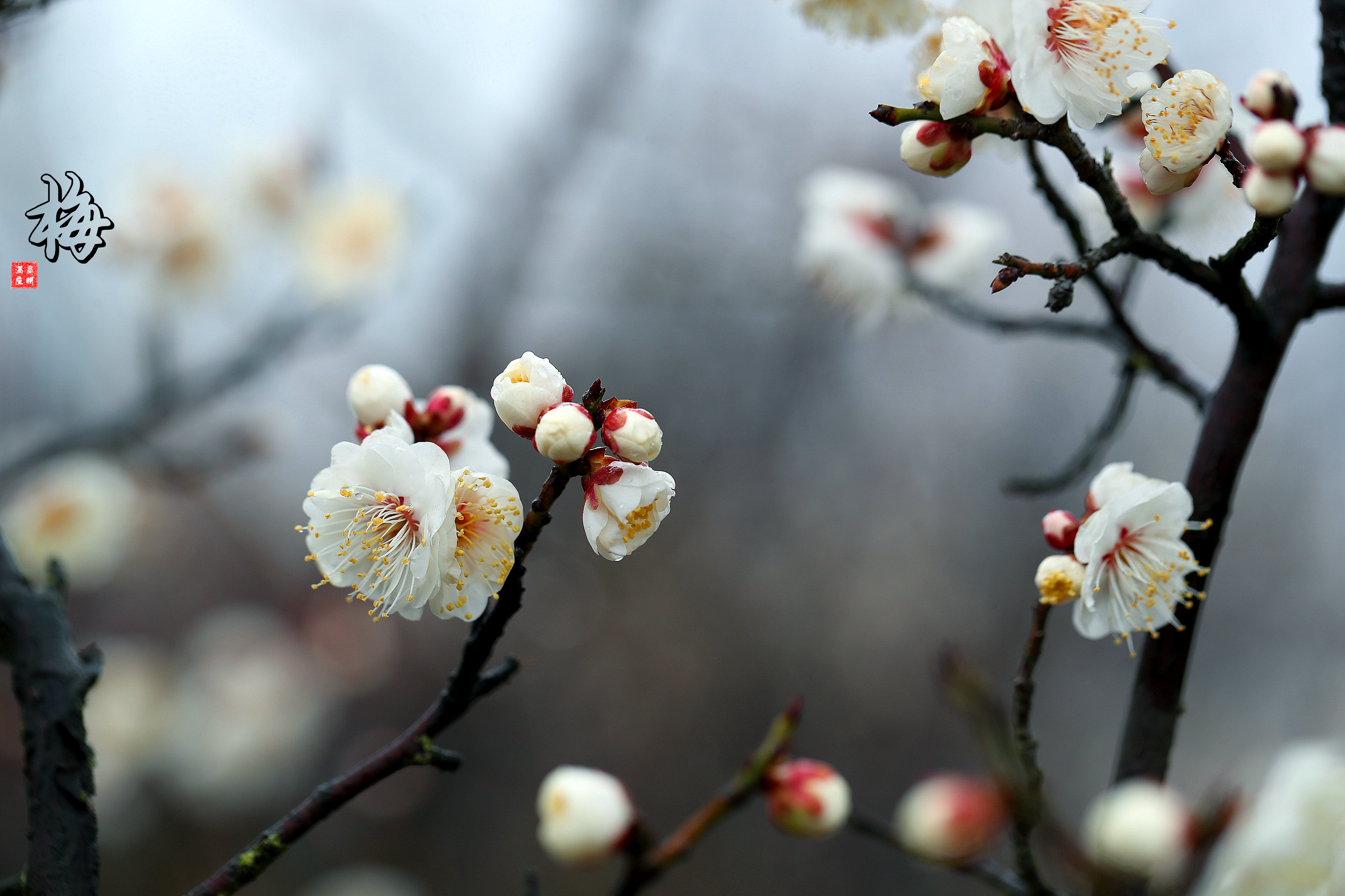 粉妆玉蝶梅花图片