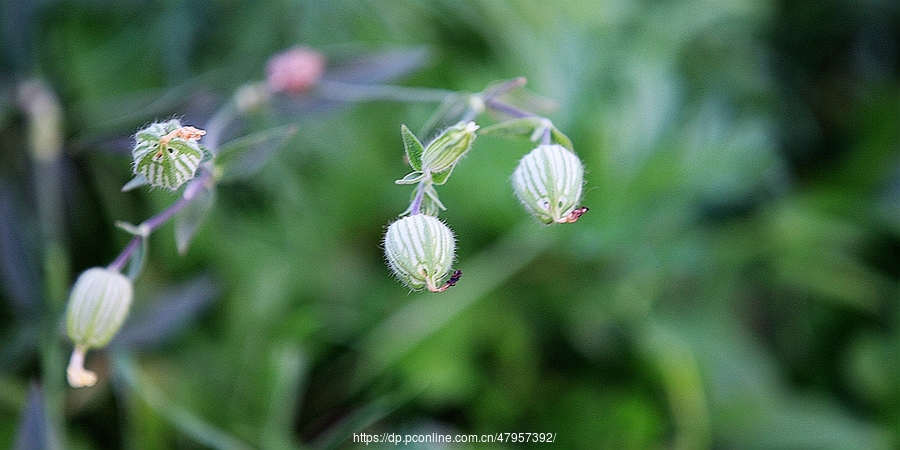 喀纳斯湖畔的小花小草