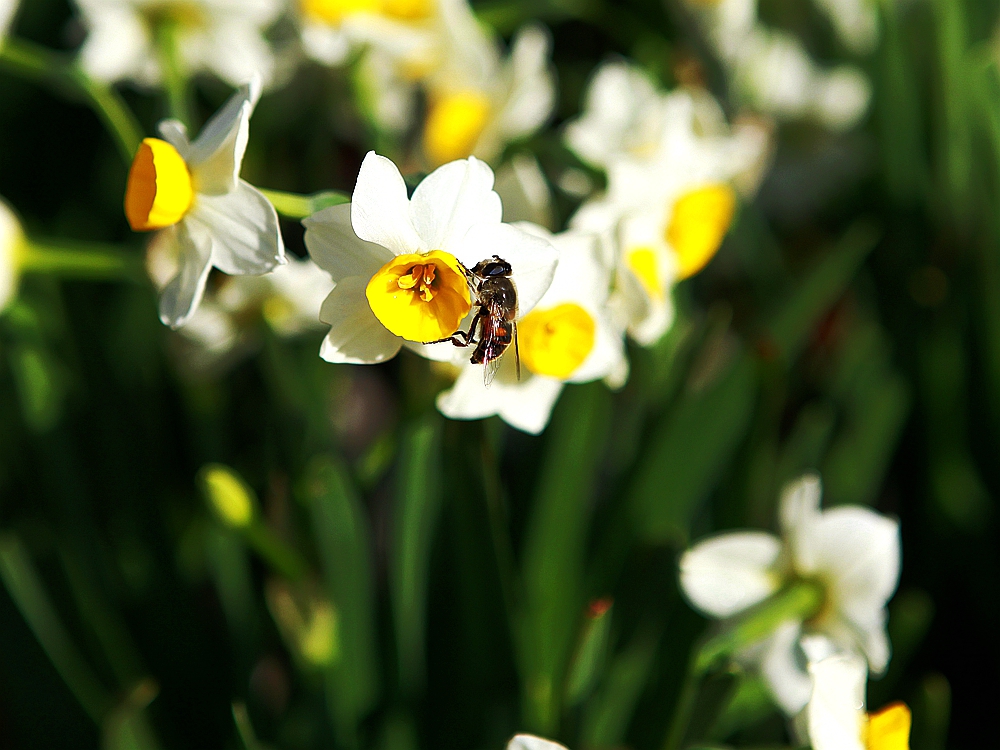 蜜蜂爱水仙
