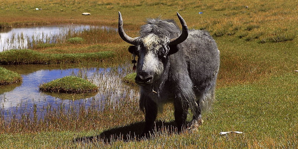 纳木错景区的牦牛