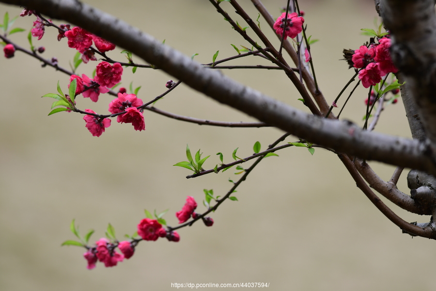 春花