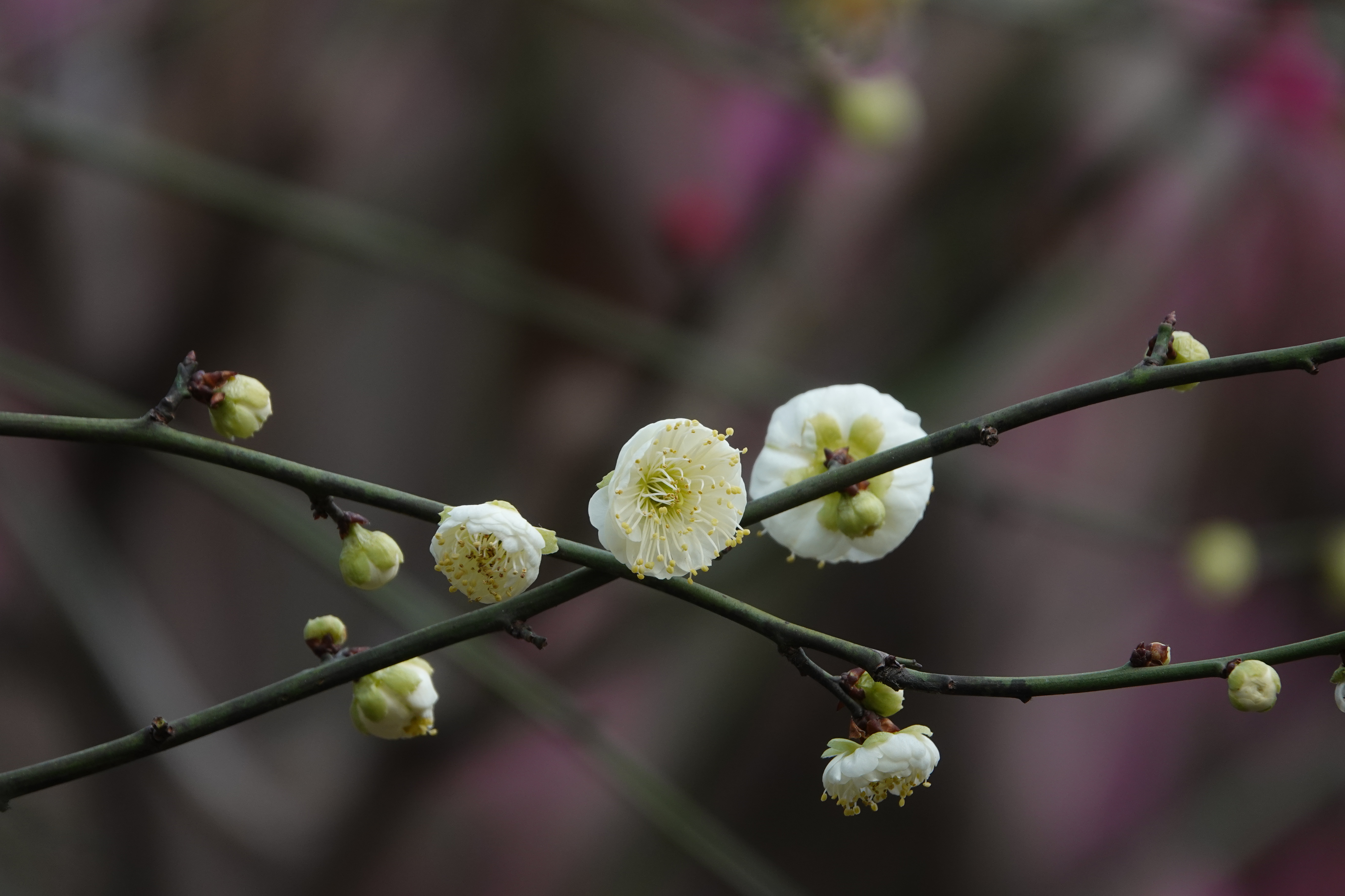 早春的梅花