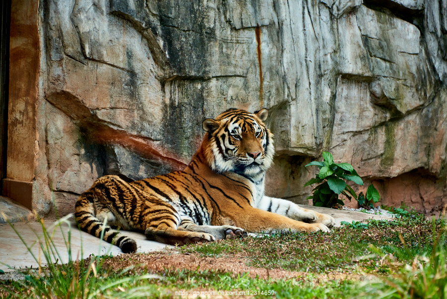 動物園中的虎