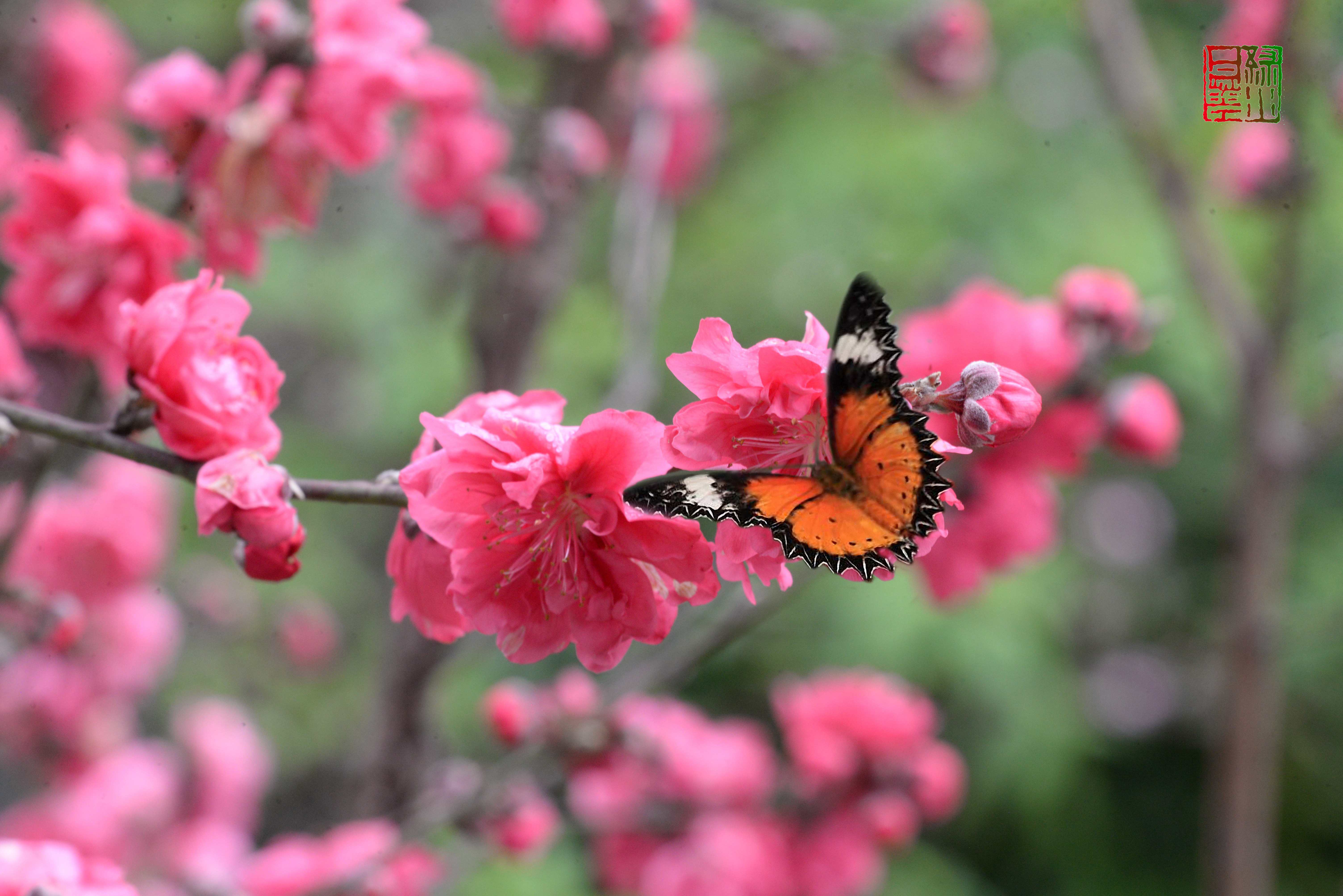 乌山花会