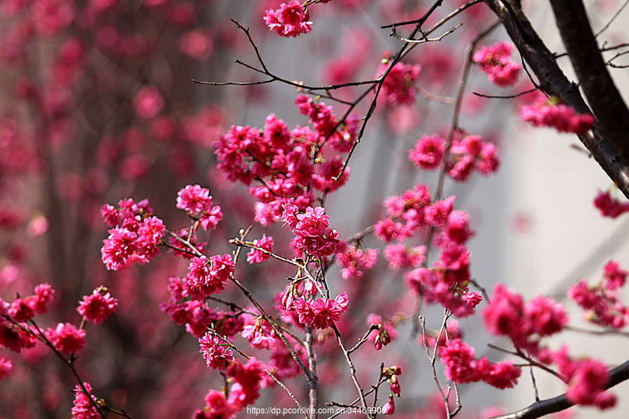 繁花似锦