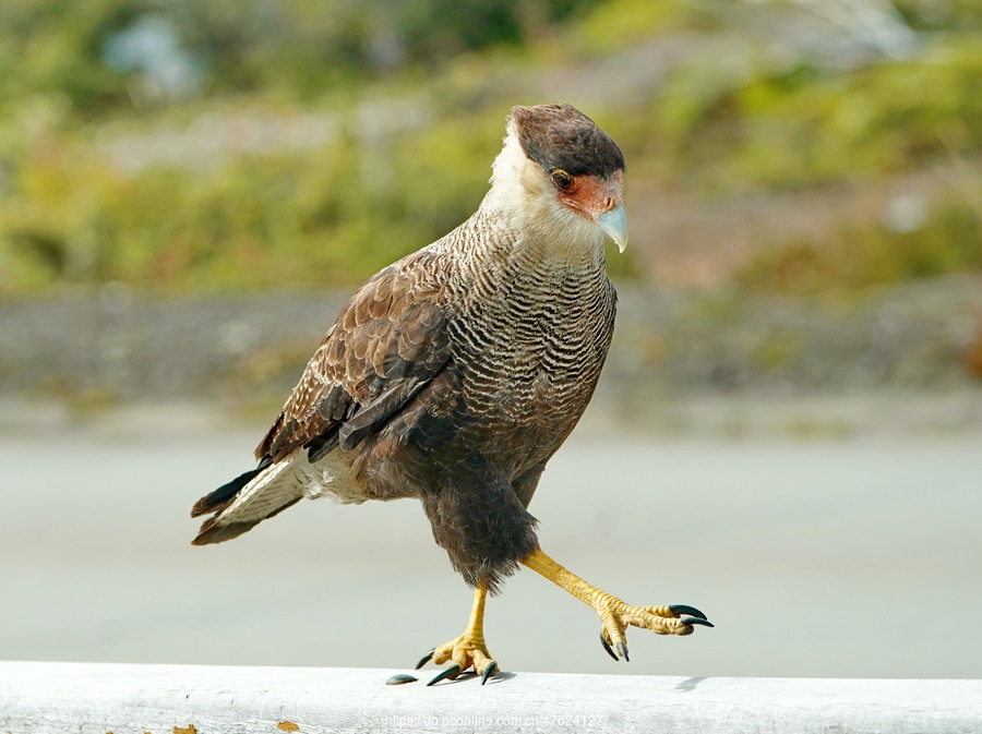 鳳頭卡拉鷹