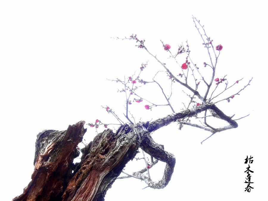 枯木逢春图片高清图片