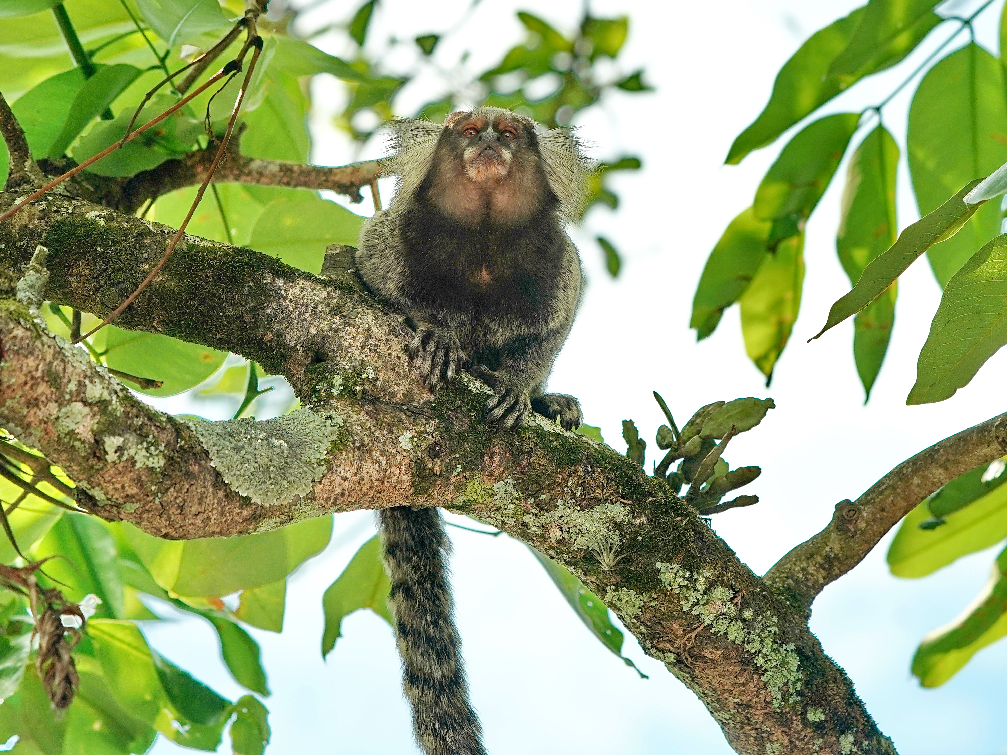 巴西狨猴介绍图片