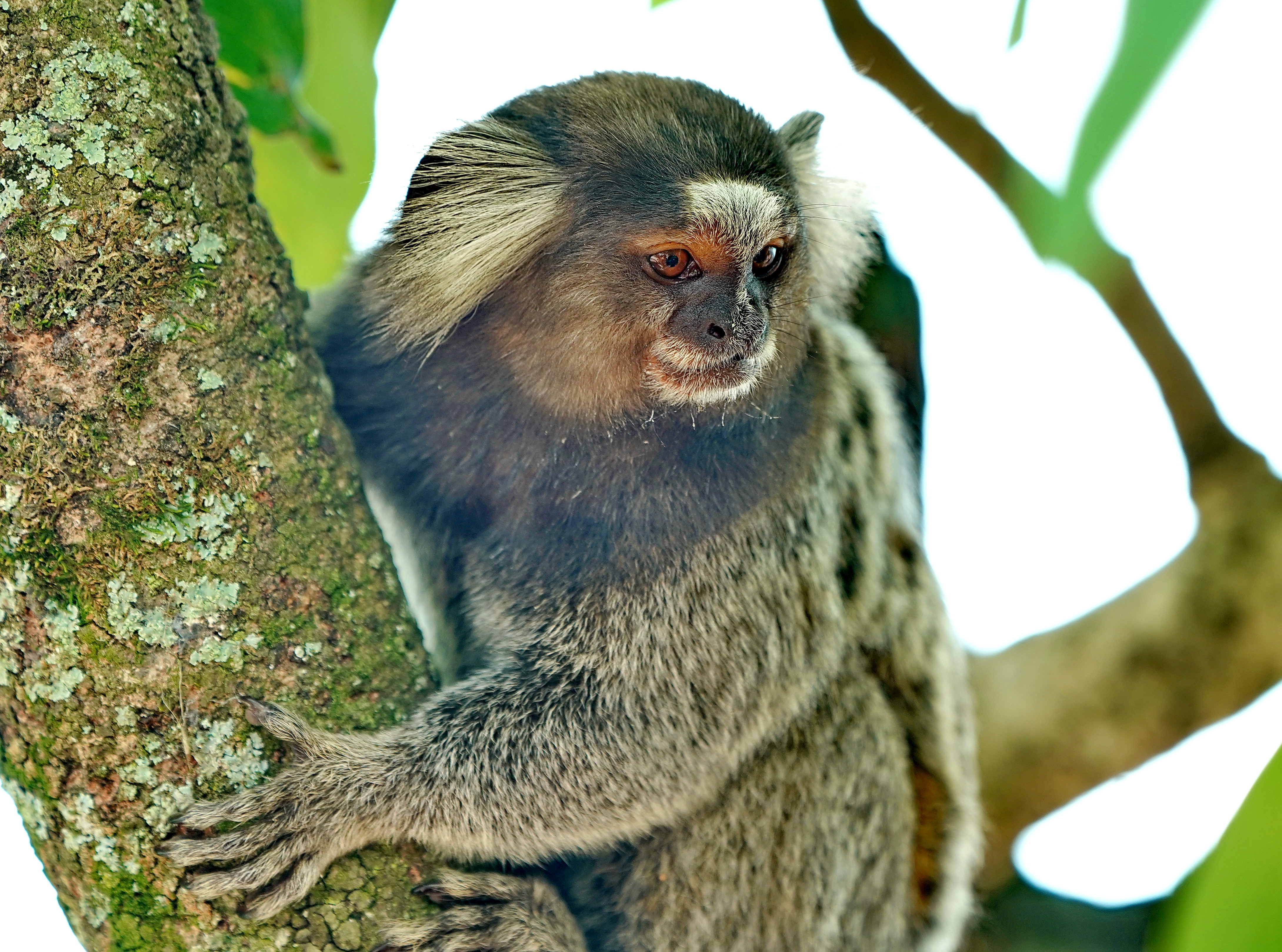 南美狨猴图片
