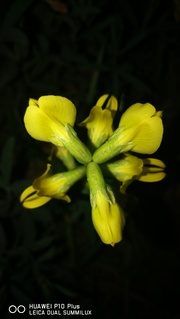 黄色豆花和金针花