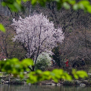 上海植物园之春