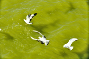 湖上灵动“海鸥掠食”