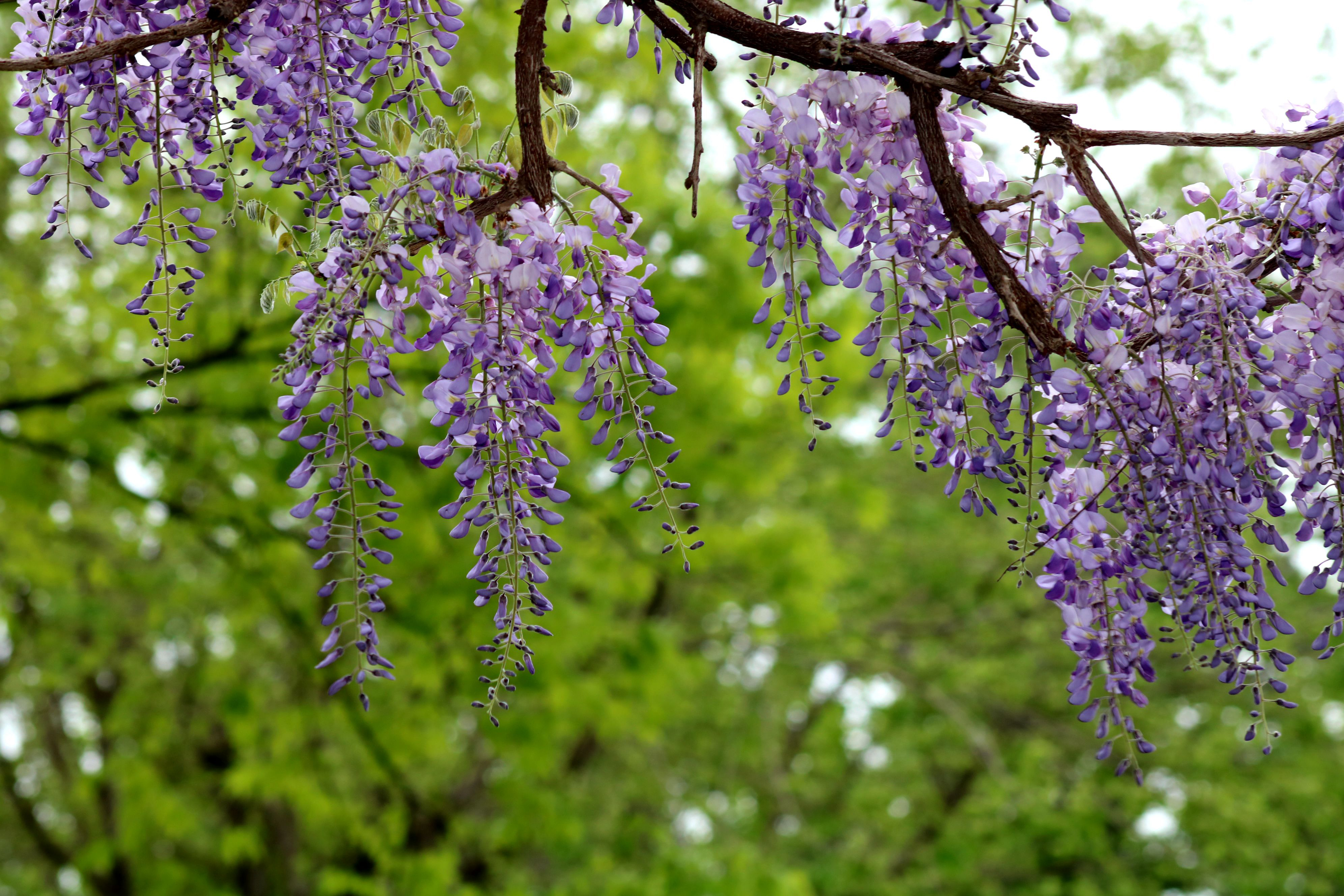 闵行古藤园里的紫藤花