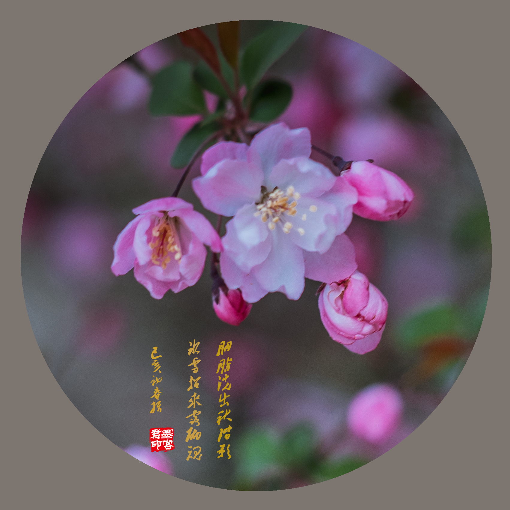 紫色王子海棠图片大全图片