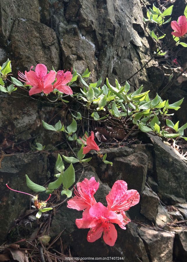 高山野生杜鹃花