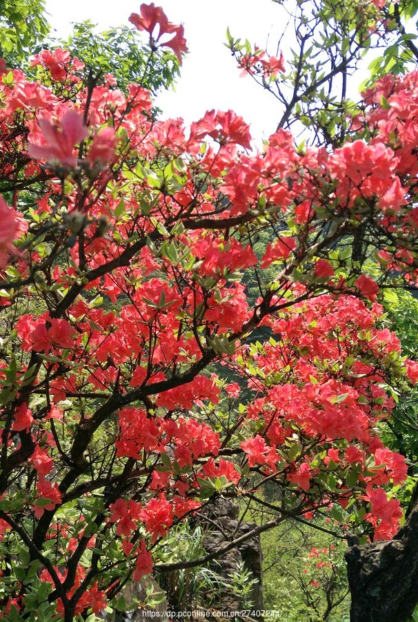 高山野生杜鹃花