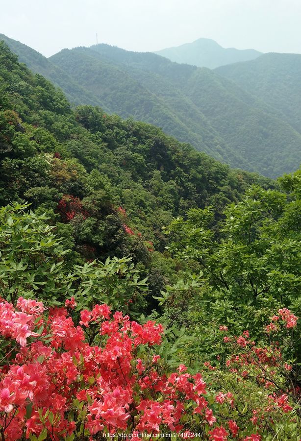 高山野生杜鹃花