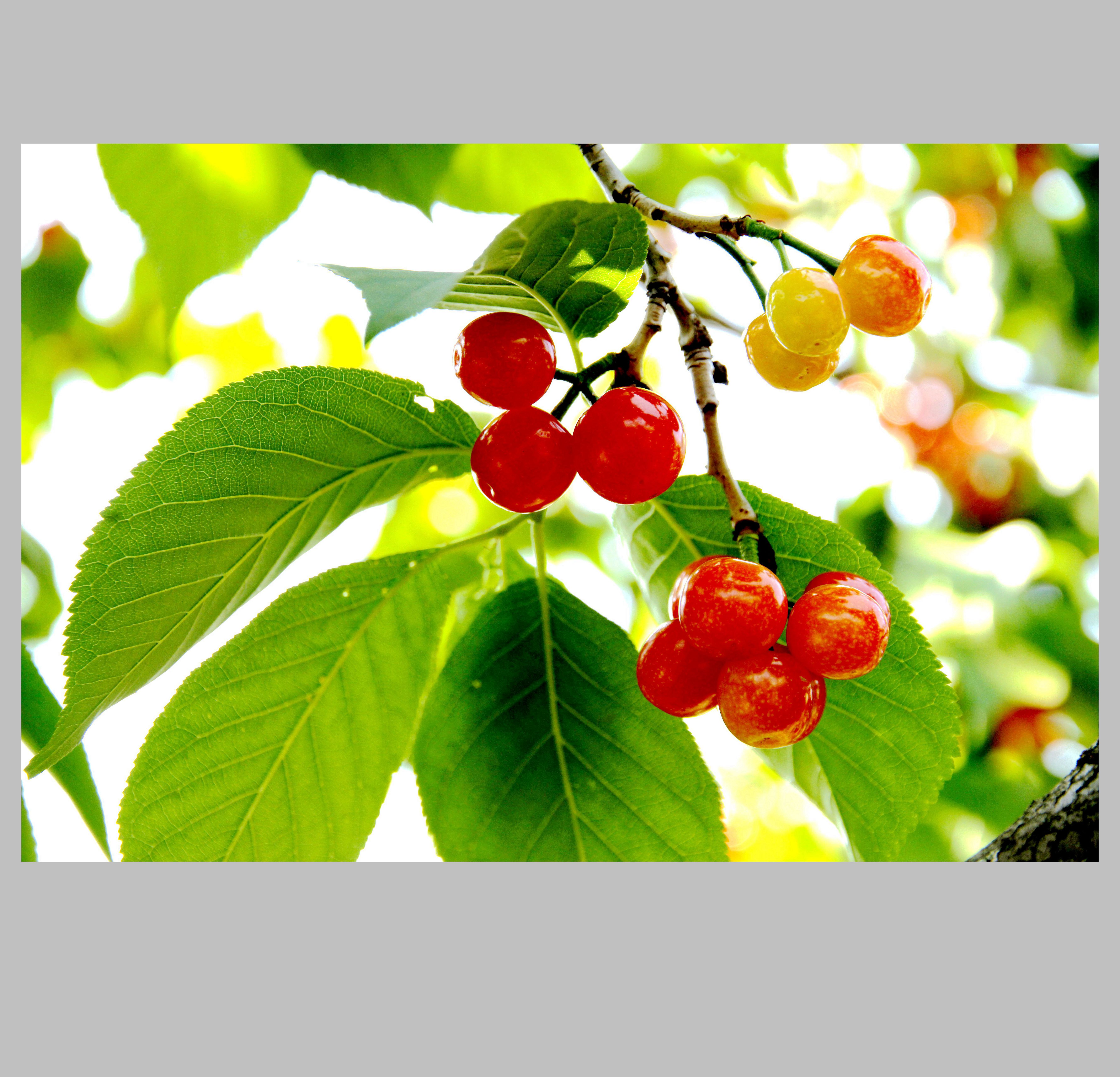 成熟的红樱桃浆果在3d现实风格。在白色背景上分离出绿叶的多汁樱桃。甜蜜的浆果。适用于果汁广告。矢量插图。设计元素图片_ID:374258059-Veer图库