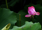 《花儿朵朵》第二十二季、莲花篇。