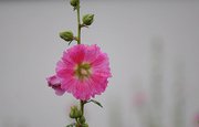 雨后花红