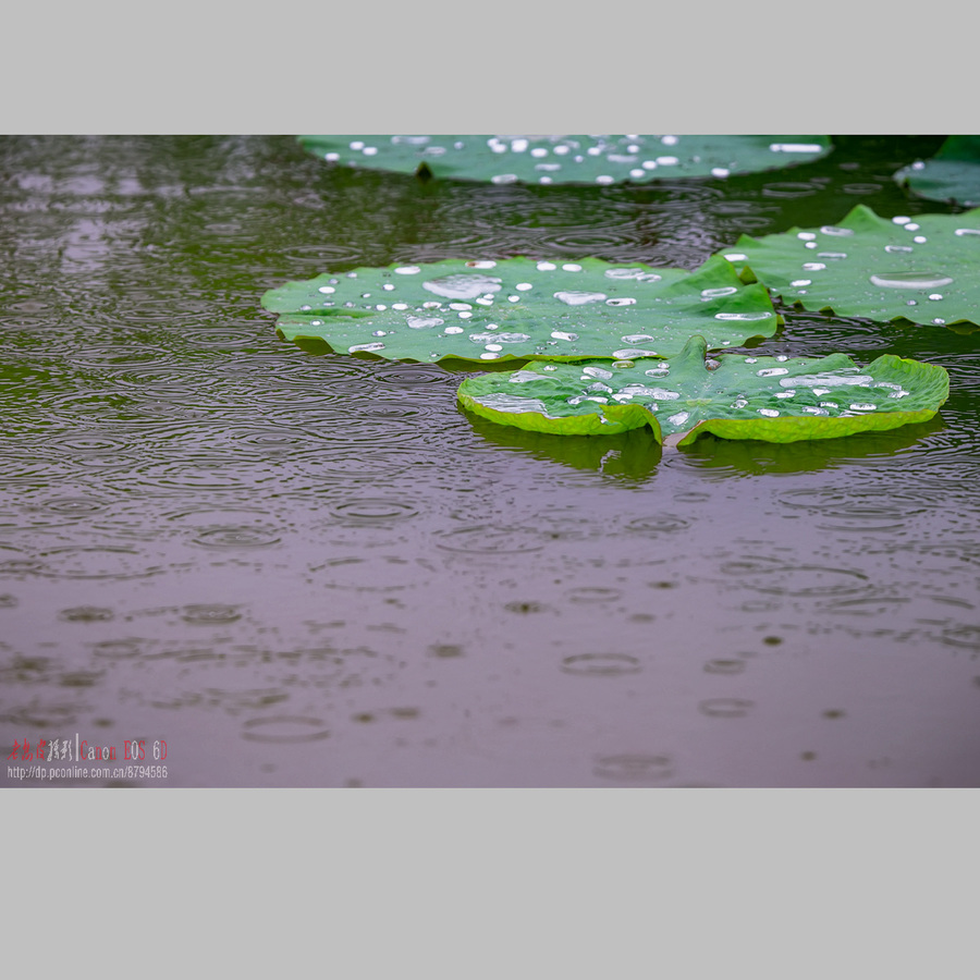 雨中荷塘