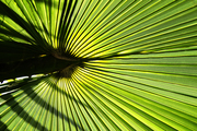 《阳光照在霸王棕榈叶上》