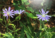 刘勇良手机纪实摄影：淡紫色的乳苣花