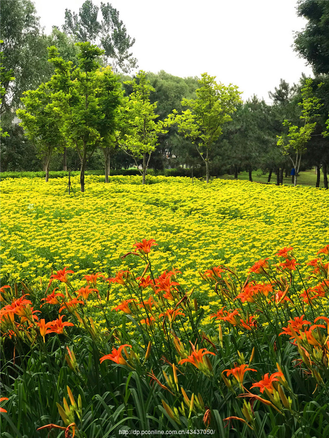 美图花海竖屏图片