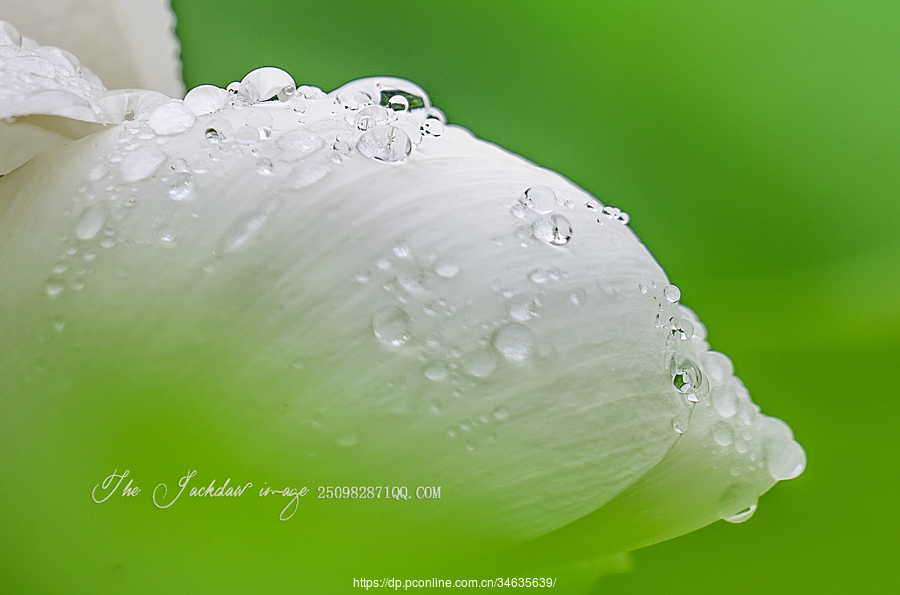 雨荷滴翠