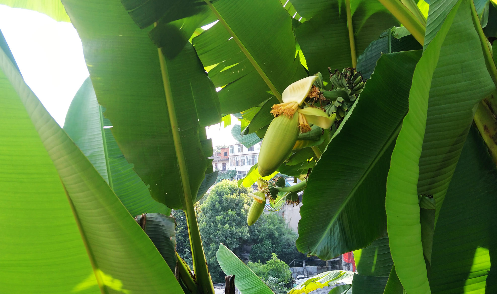芭蕉树图片摄影作品图片