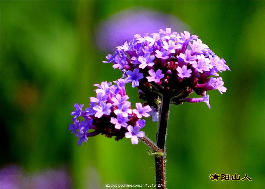 宝清县花卉 家乡花卉 31马尾草花 清阳山人