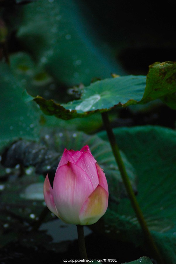 雨荷