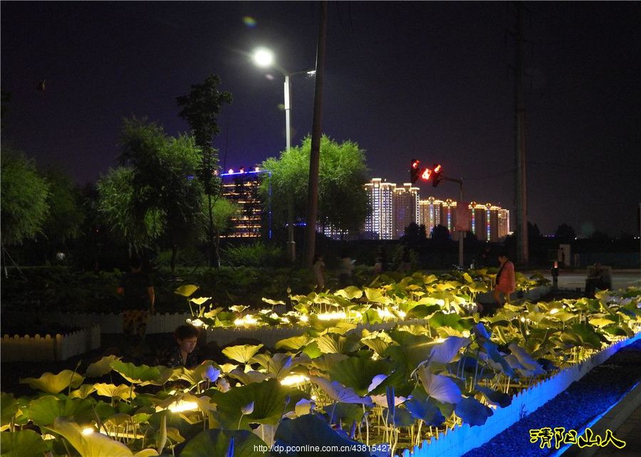 容城花海公园夜景图片