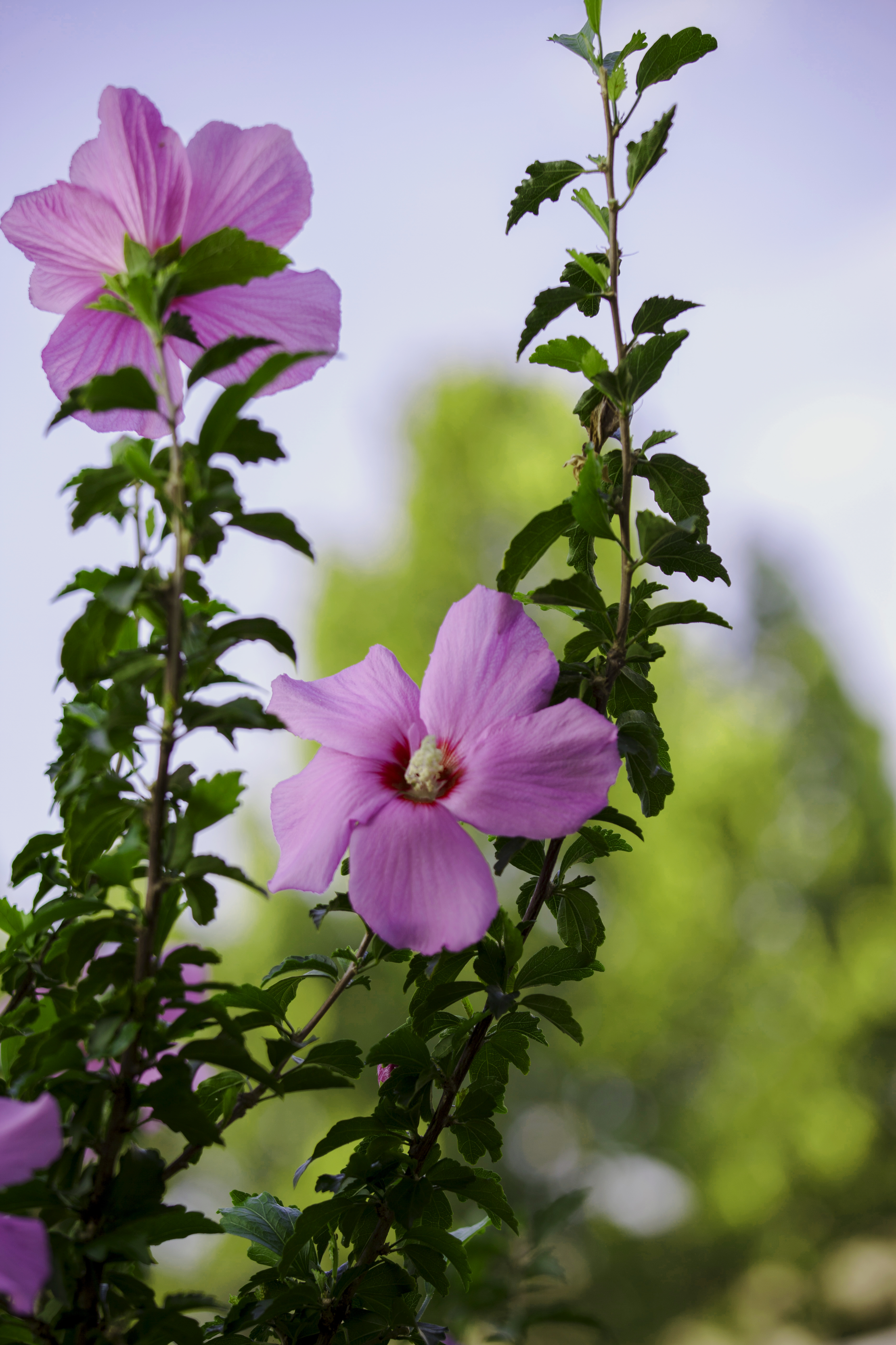 木槿花開