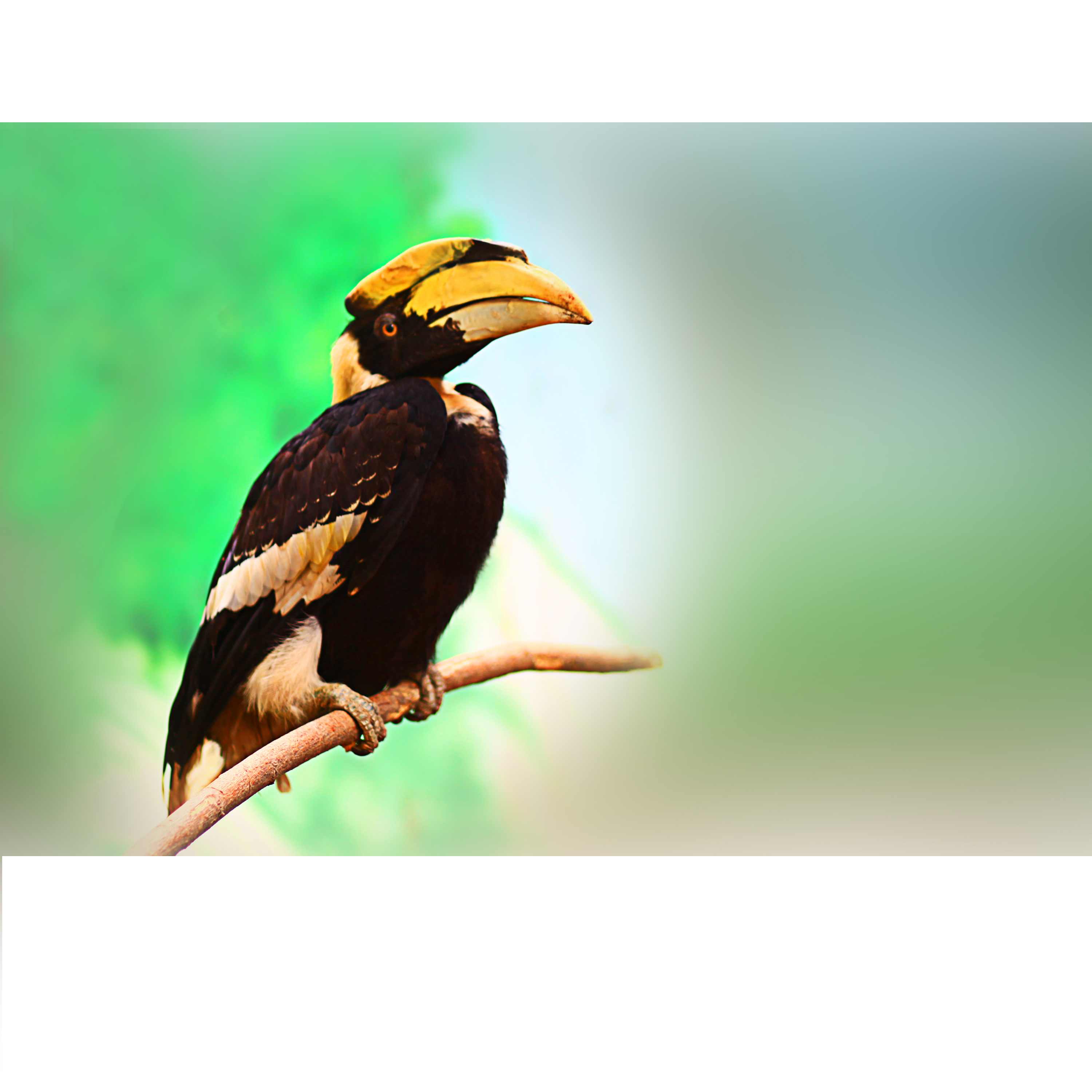 巨嘴鸟 鸟 巴西 - Pixabay上的免费照片 - Pixabay