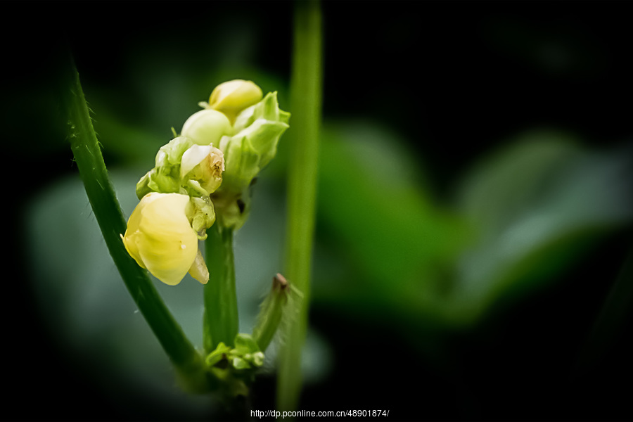 小豆花mom图片