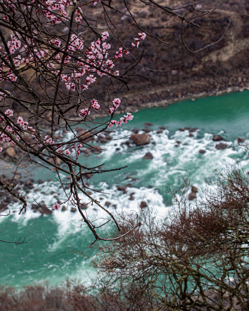 雅江   桃花