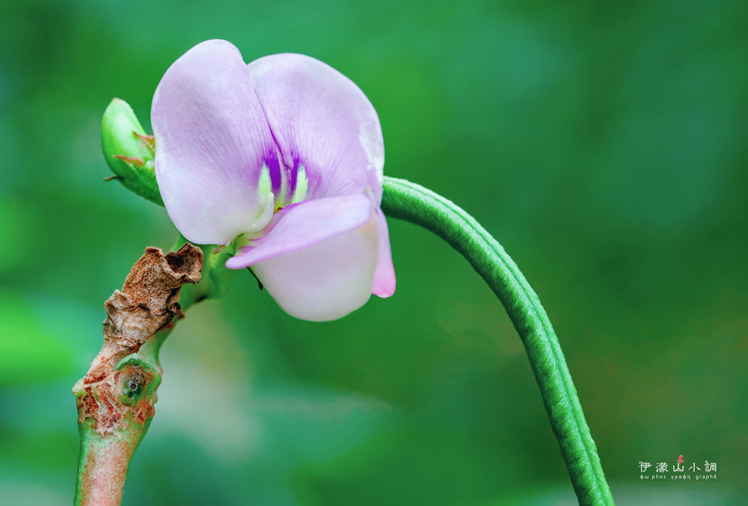 那些花儿